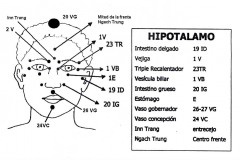 18-Hipotalamo