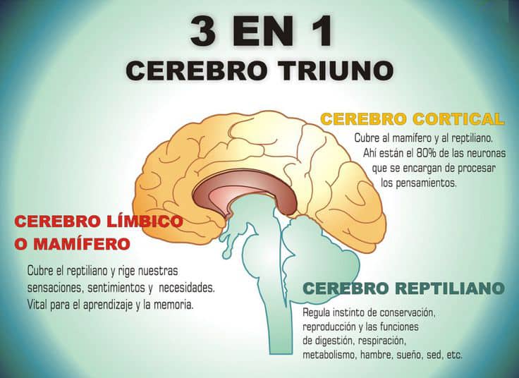 Tres cerebros en uno