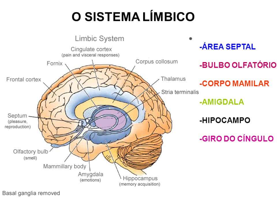 Cerebro límbico