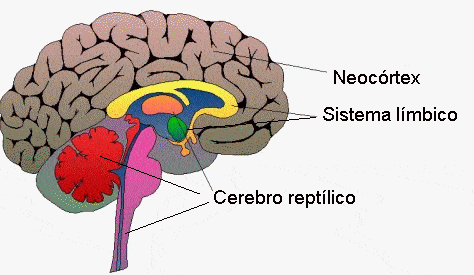 Cerebro Triuno